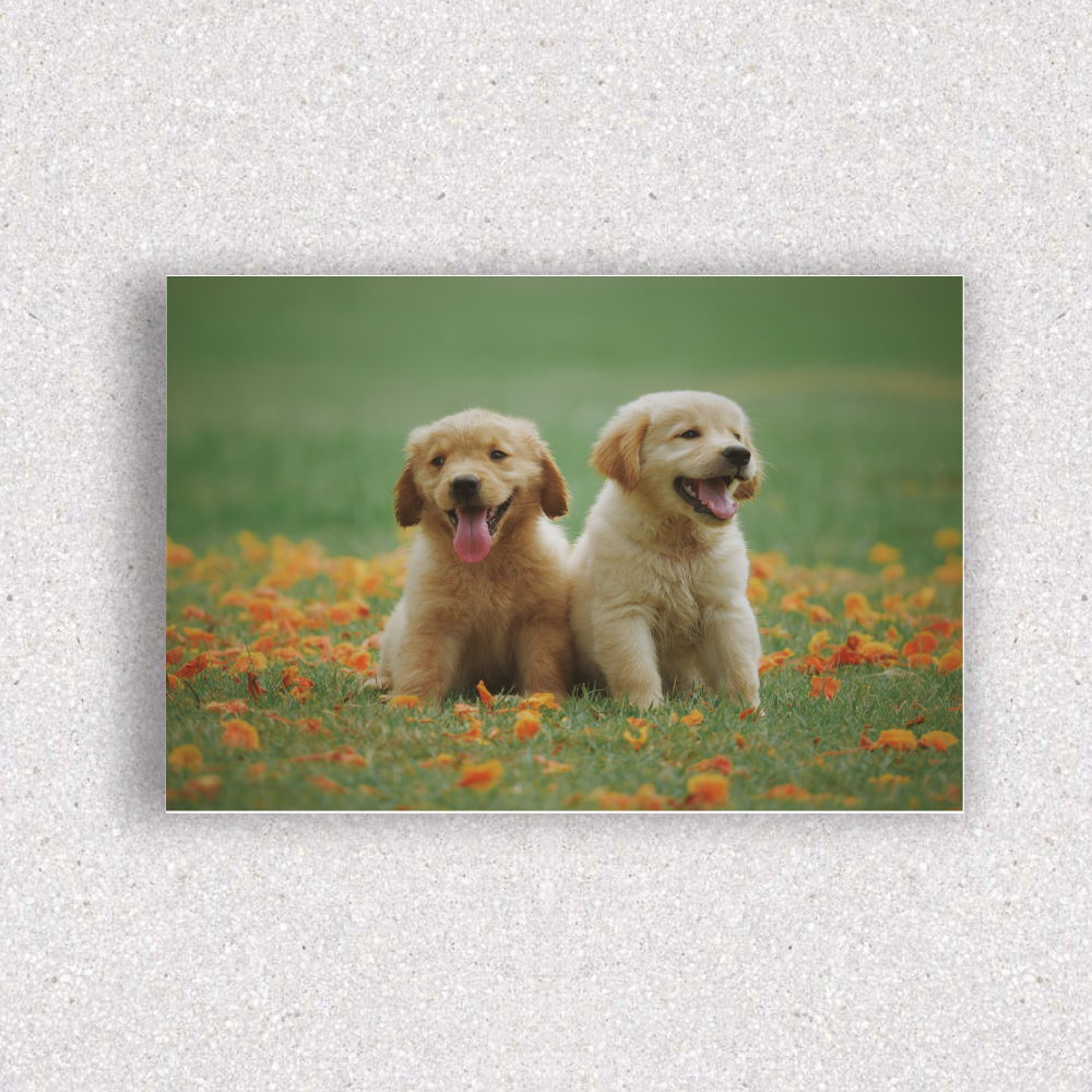 Quadro Cães Fofinhos - 1261 - Ideal Quadros