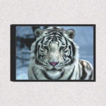 Quadro Tigre Branco - 1296