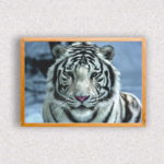 Quadro Tigre Branco - 1296