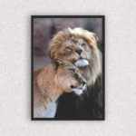 Quadro Leão e Filhote - 6757